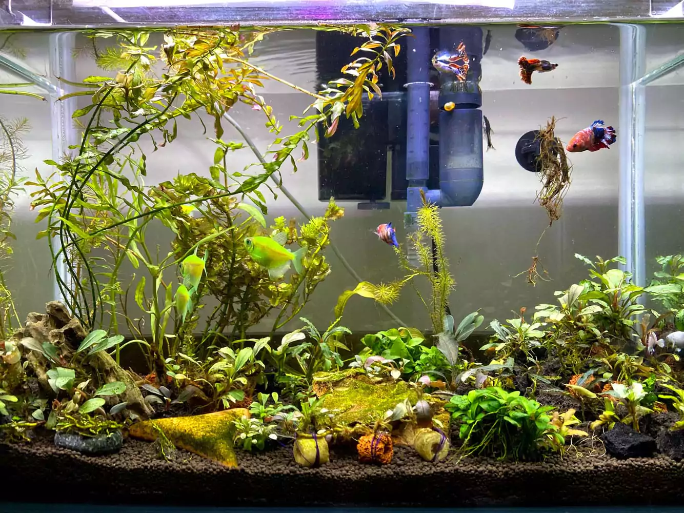 Aquascaping Activity